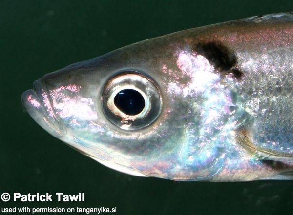 Benthochromis melanoides